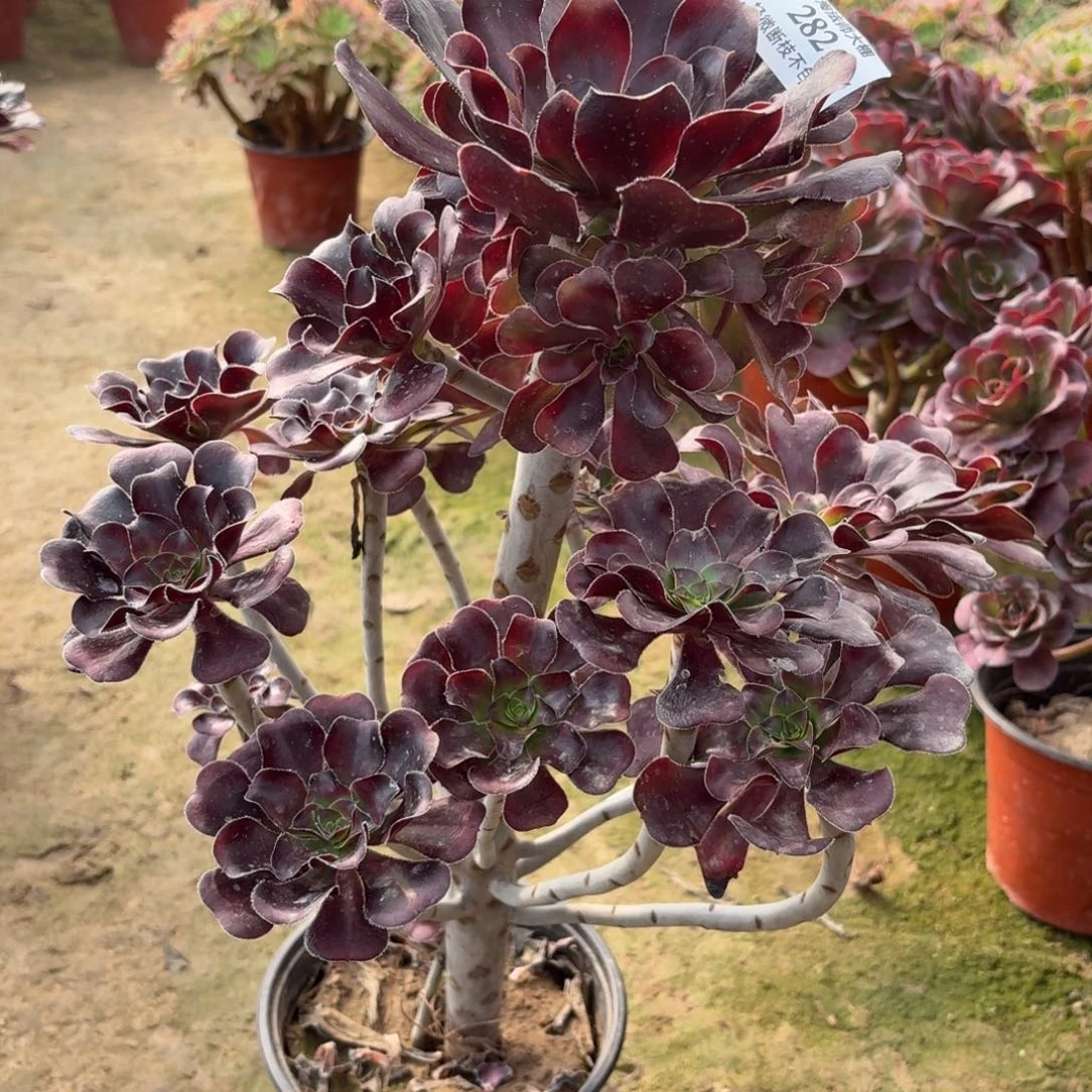 282圆叶黑法师多肉植物法师