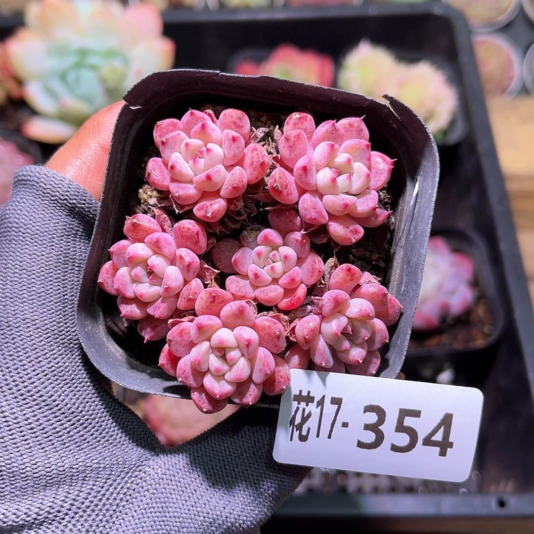 花17-354阿曼尼群