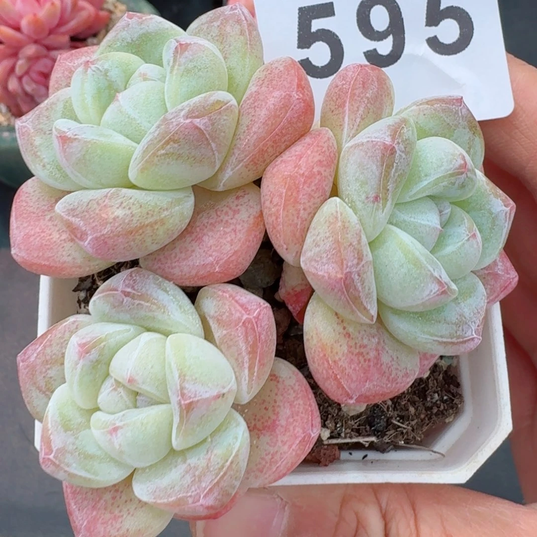 樱花冰玉      愿你一路坦途，乘风破浪展宏图