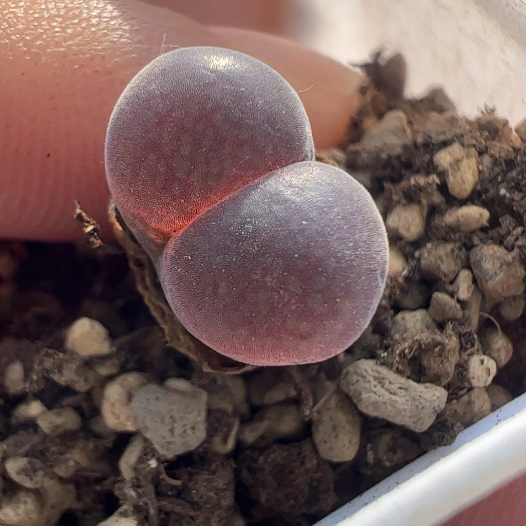 288 好看的多肉冲冲冲