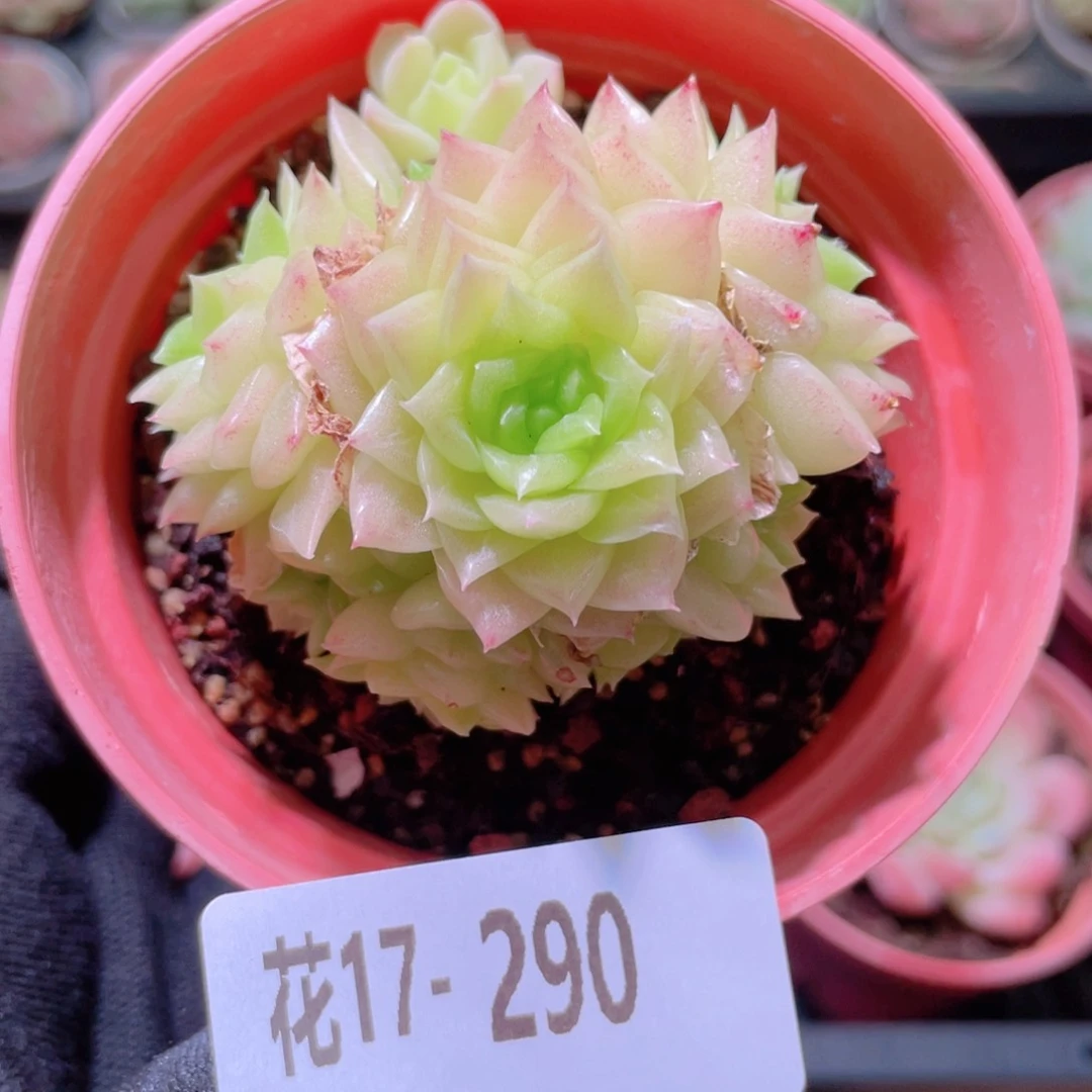 花利美17-290幻影群