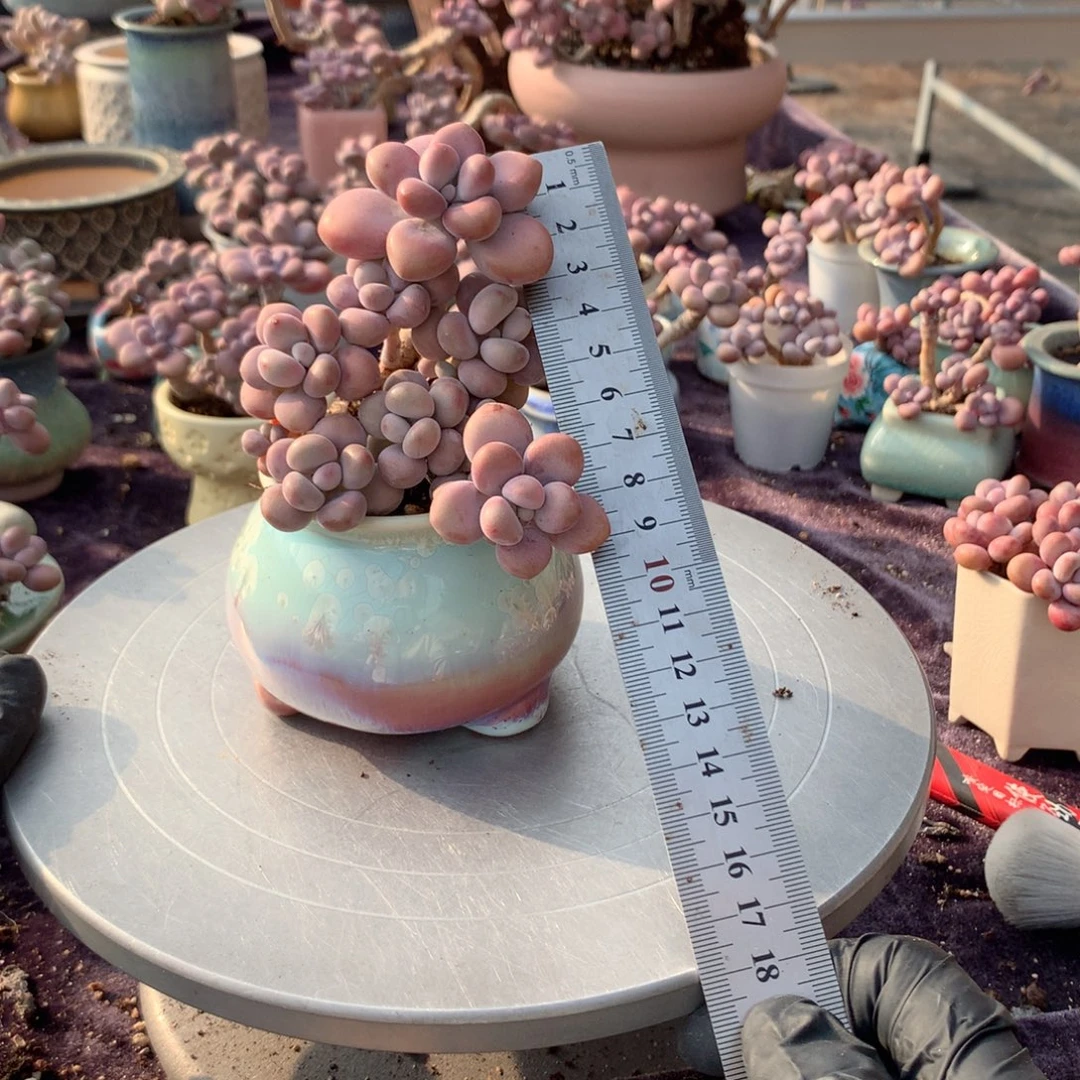 10号带盆偏远地区不包邮的