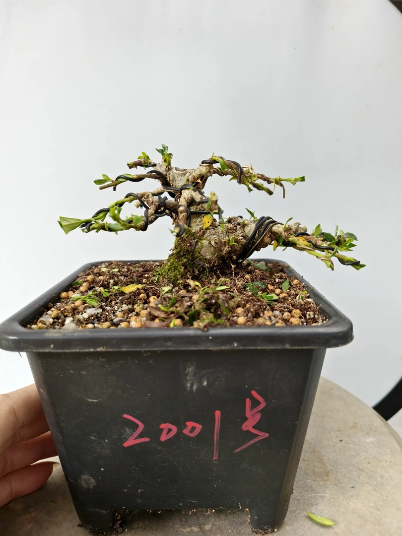 日本清誉栀子花矮霸盆景