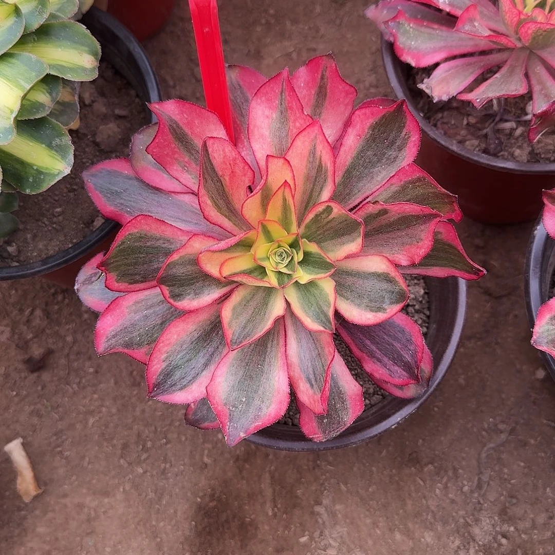 4520魅影多肉法师