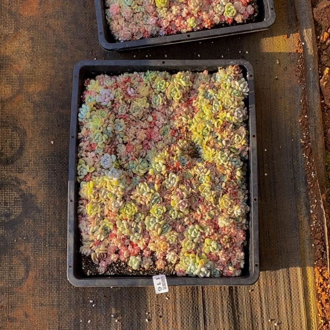 毅**深116多肉植物保护研究所所长助理研究员