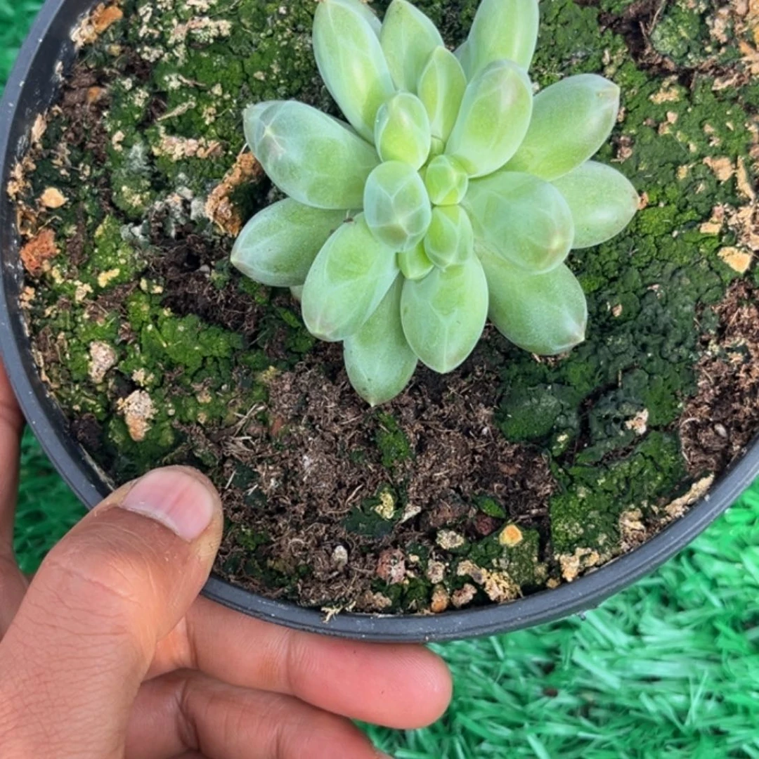 卡布奇诺缀多肉植物921