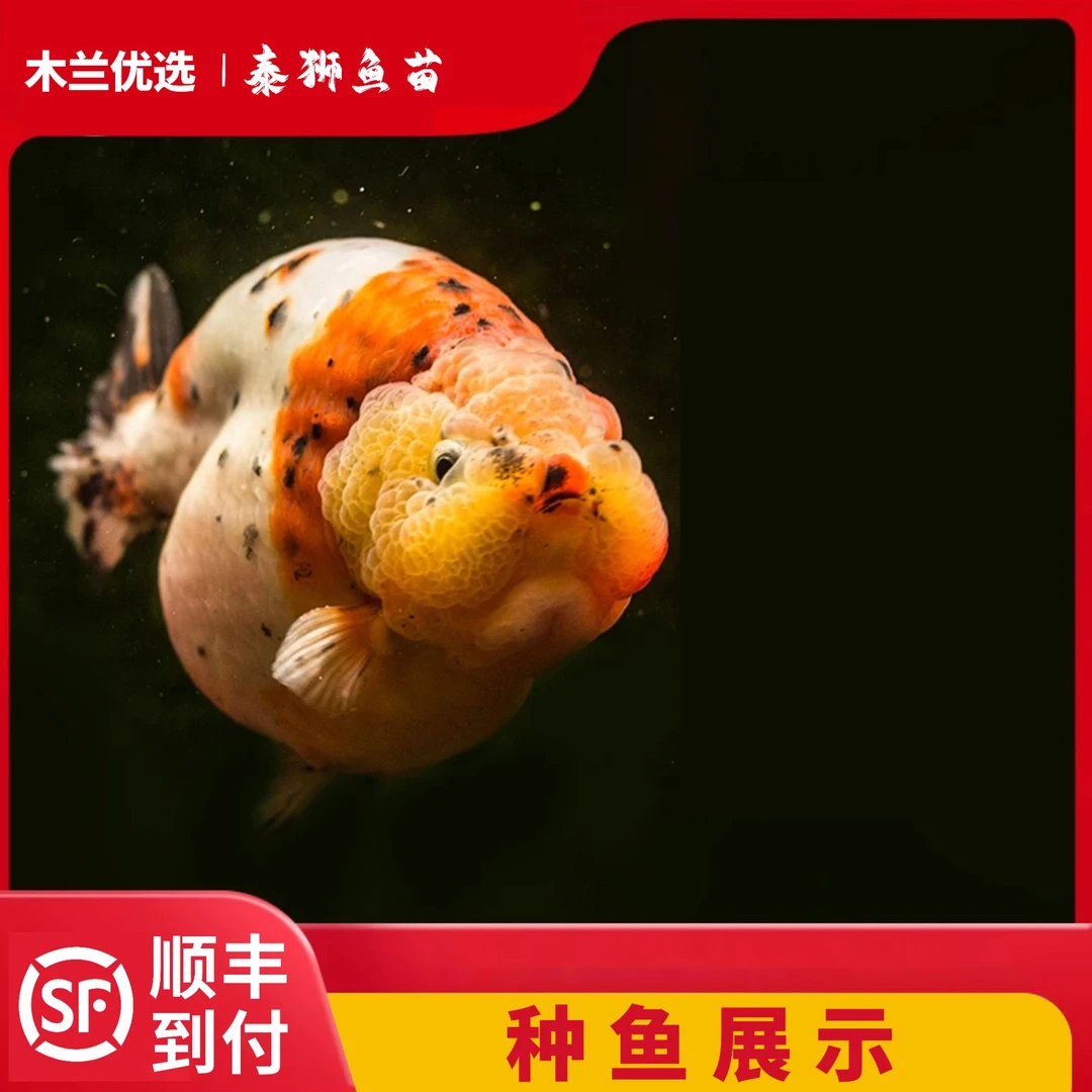 【木兰与兰涛】短尾将军泰狮观赏活体鱼苗-具体直播展示为准