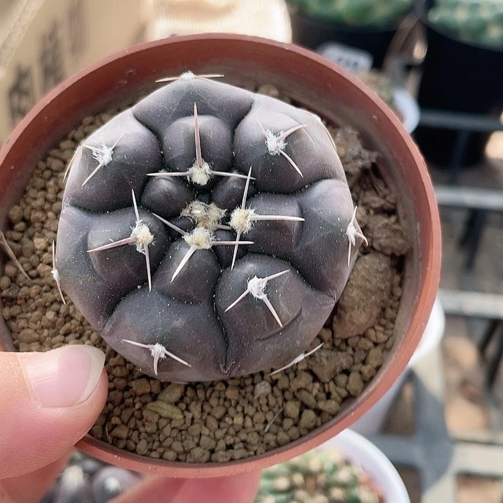 5555紫色大铅皮仙人球