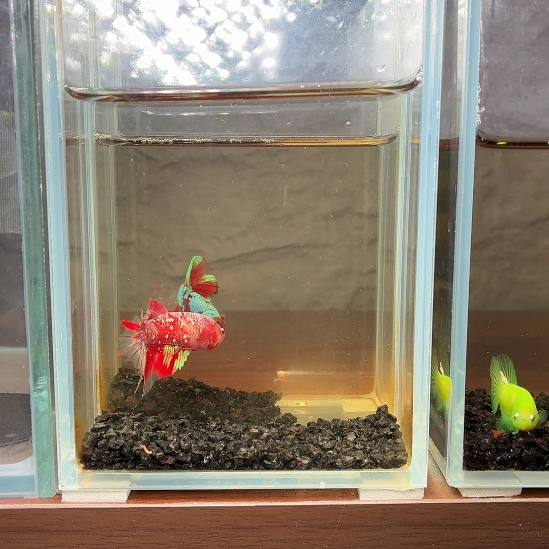 斗鱼彩金半月母鱼