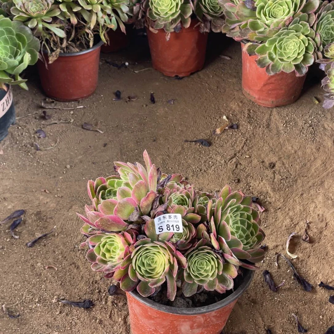 819海王多肉法师断枝不包