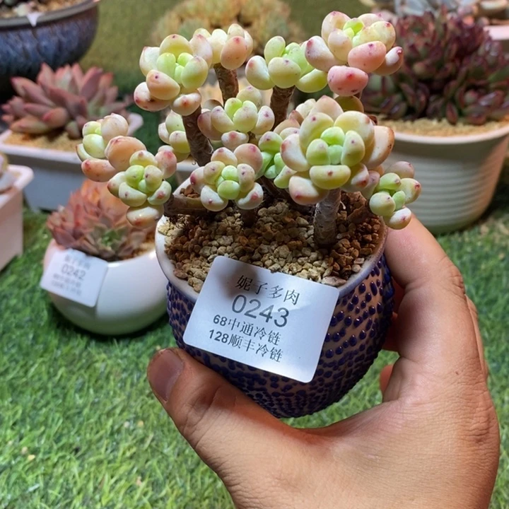 0243啊啊啊啊啊啊啊啊啊啊