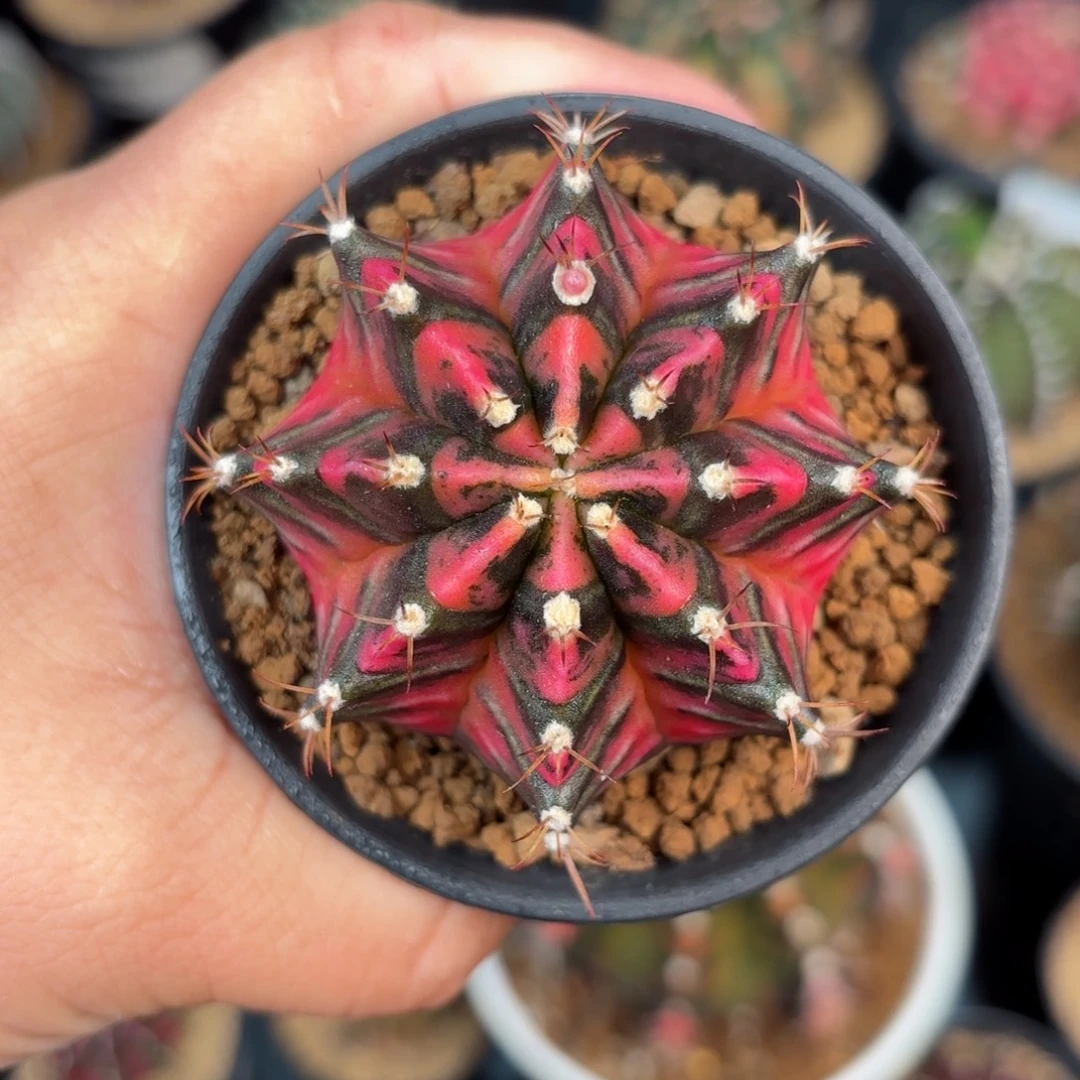 泰系米哈仙人球实生160