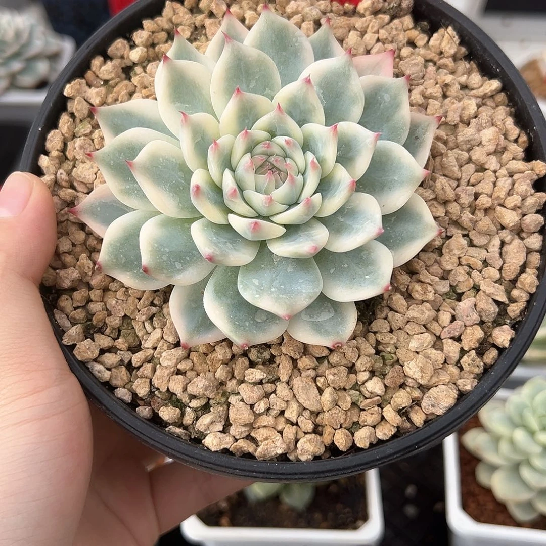72号吉娃娃锦多肉植物