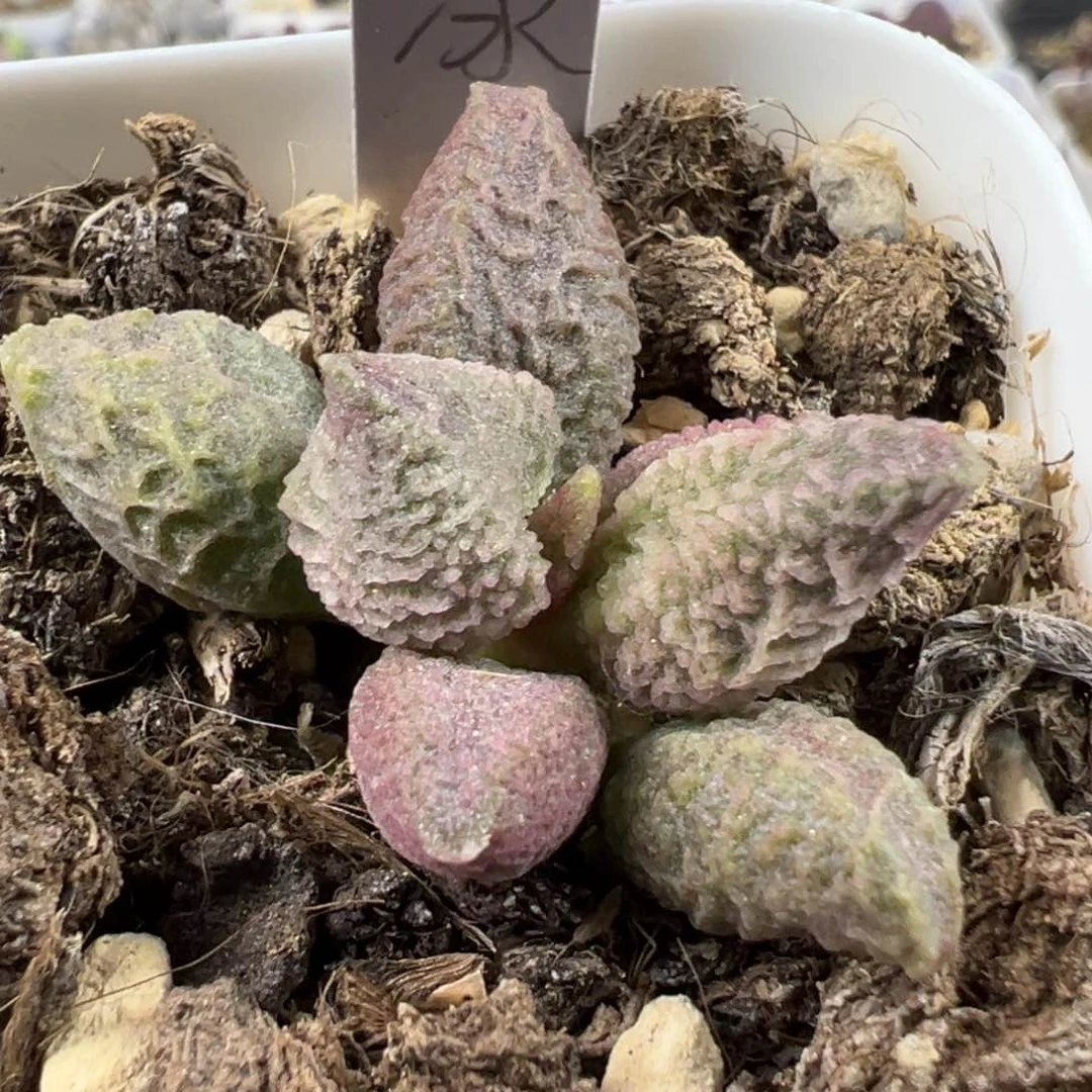 每**读融化纹冰激凌多肉植物水泡