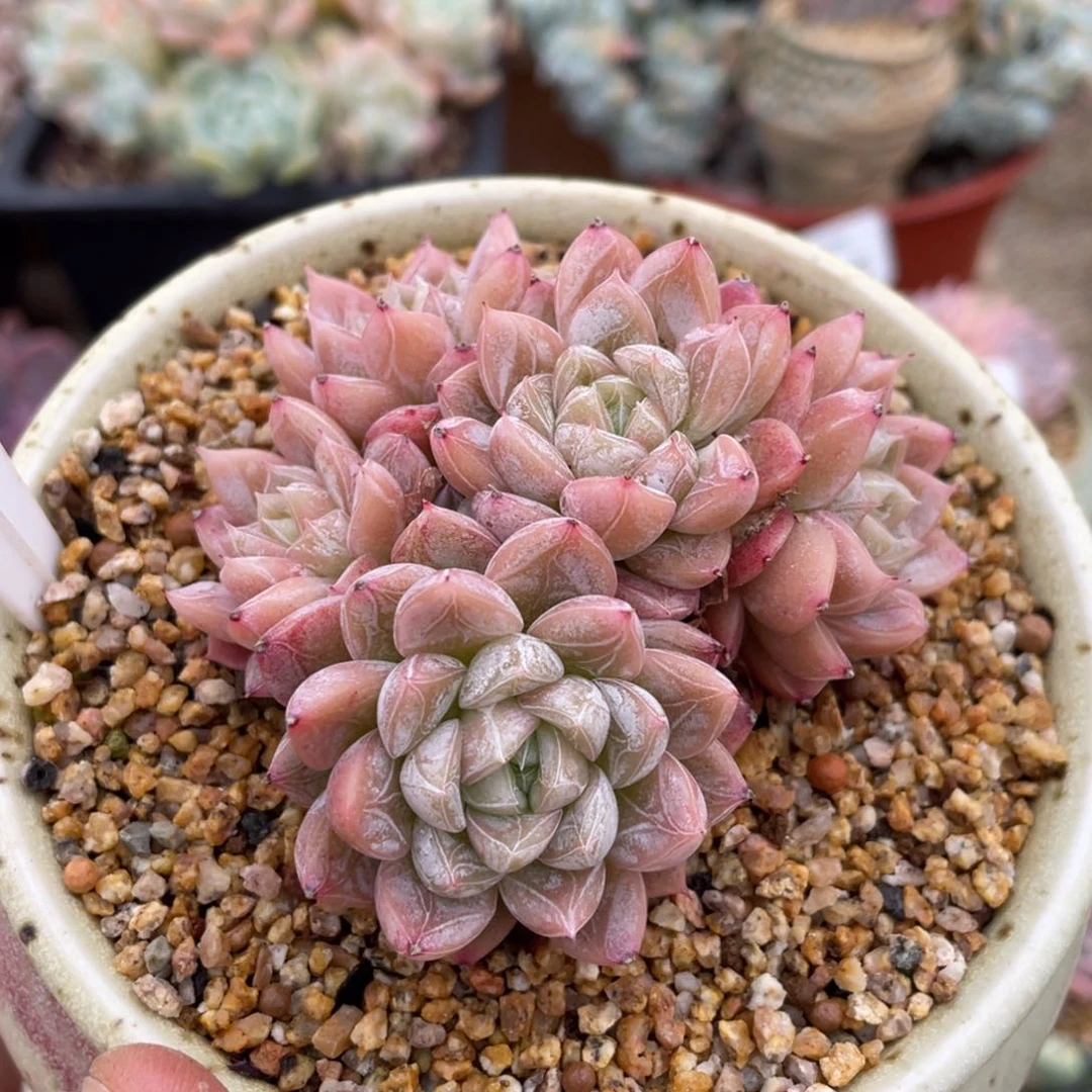 009爱莎不带盆8厘米