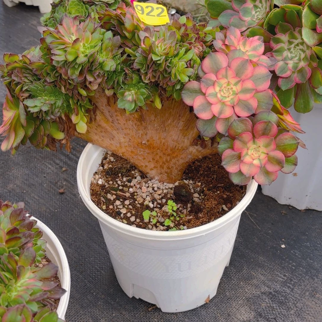 Z***D922 1234567 荔枝缀