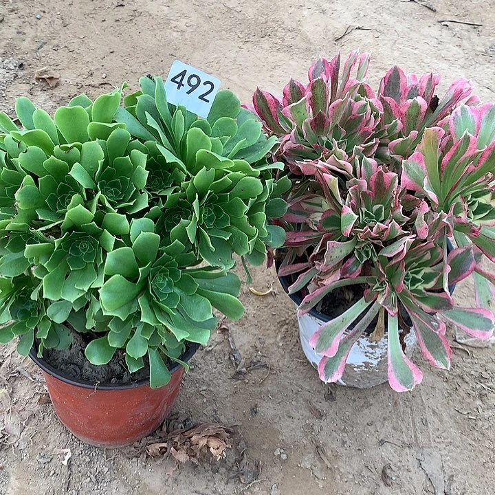 无花朵492绿杨蓉➕白凤北