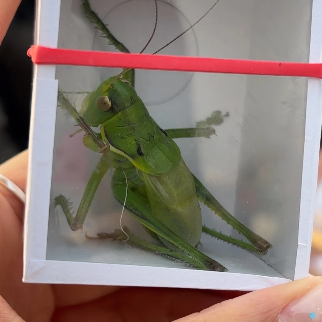 台***手蝈蝈蝈蝈福福价格