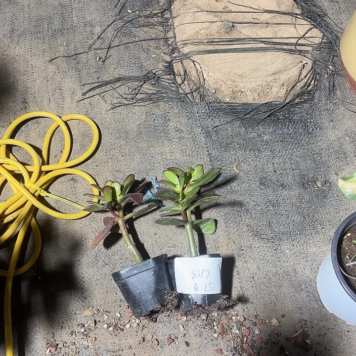 冰***角当前无花栽培后可以开花韩国紫叶15