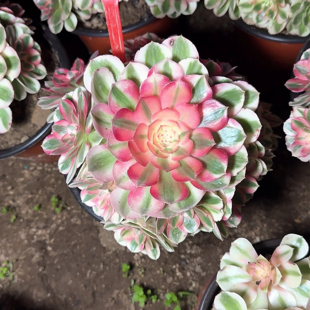 4-7倾城多肉法师铭文