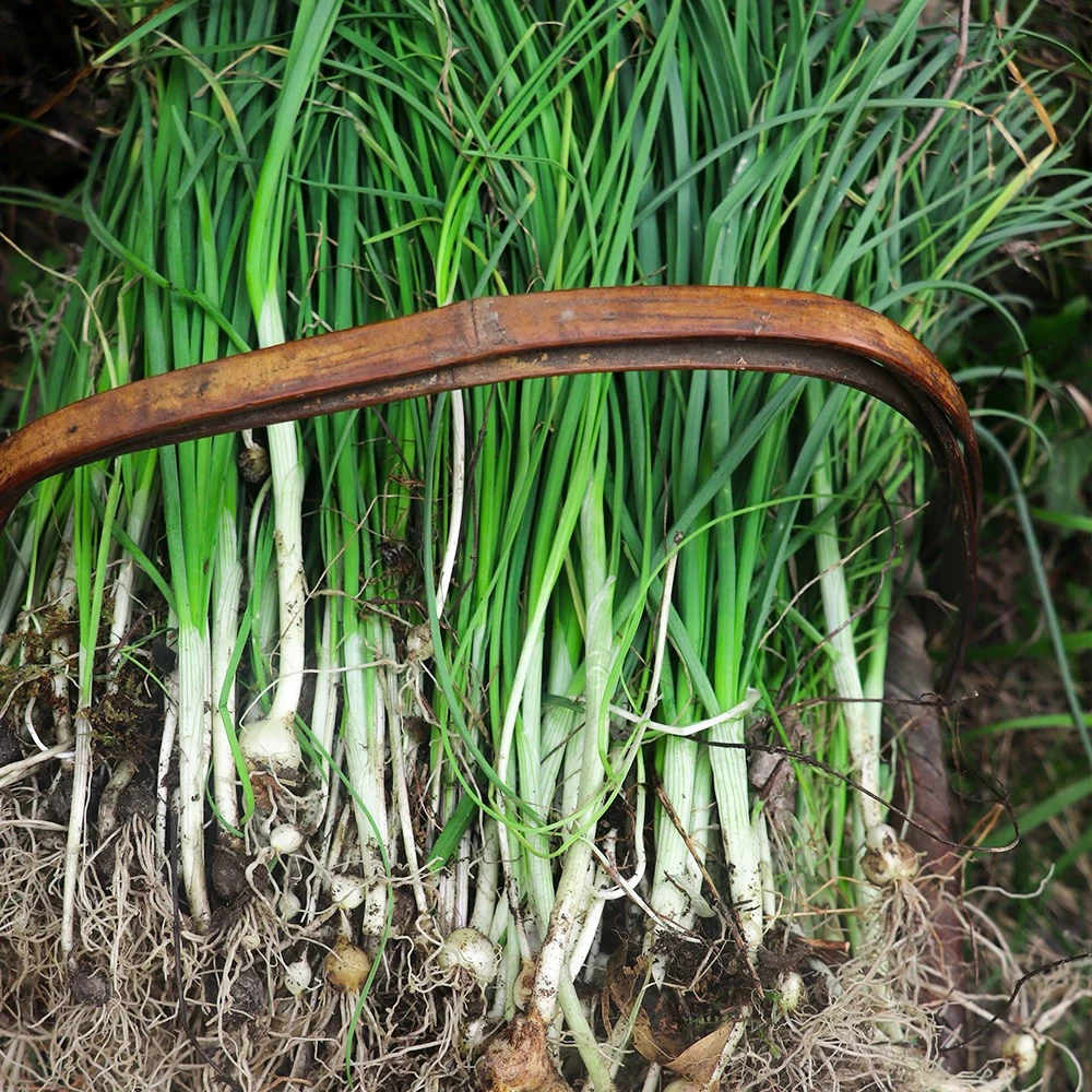 湘西深山野生野葱