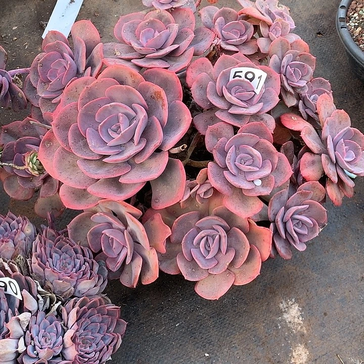 591尘埃玫瑰 一物一拍多肉