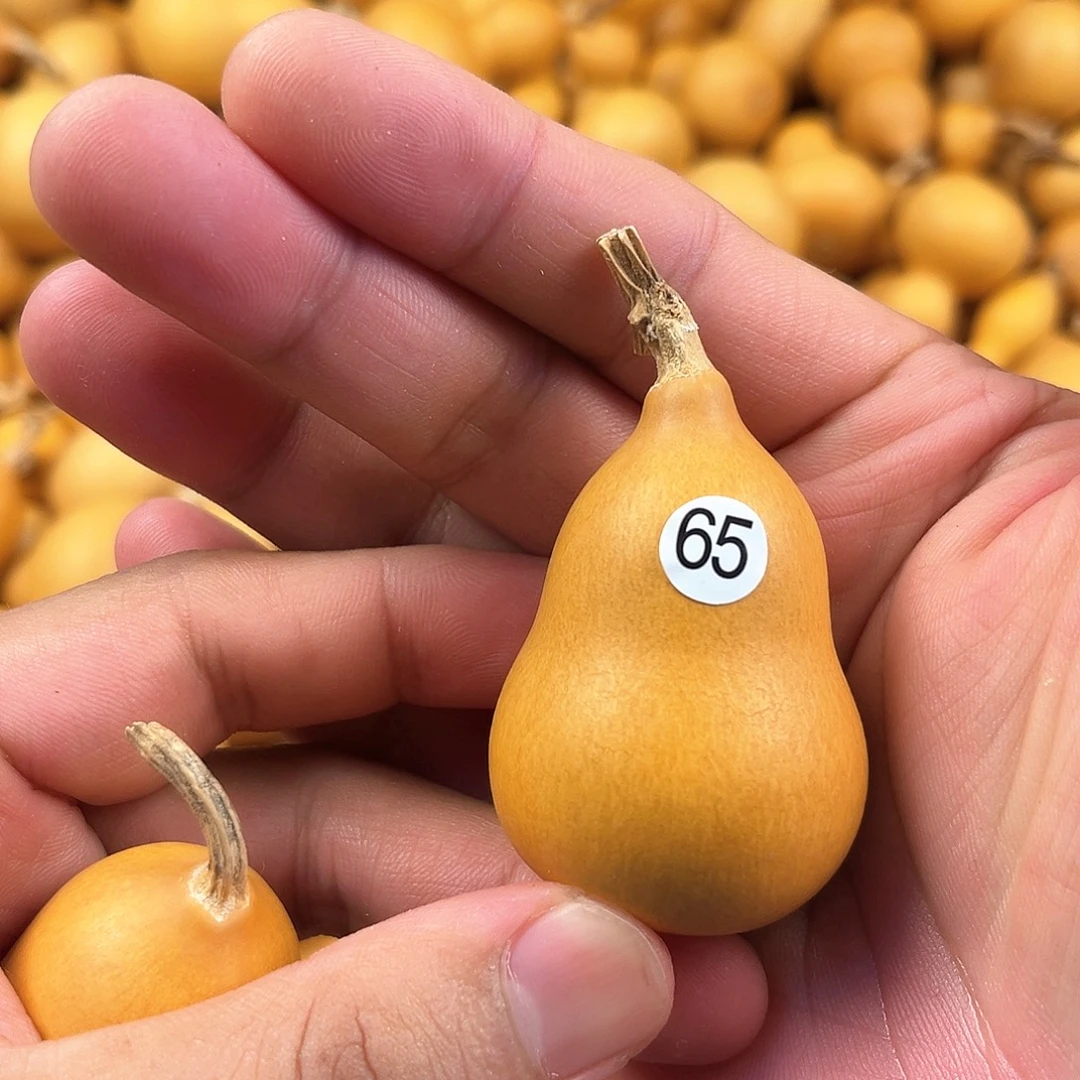 三葫芦葫芦葫芦葫芦 65