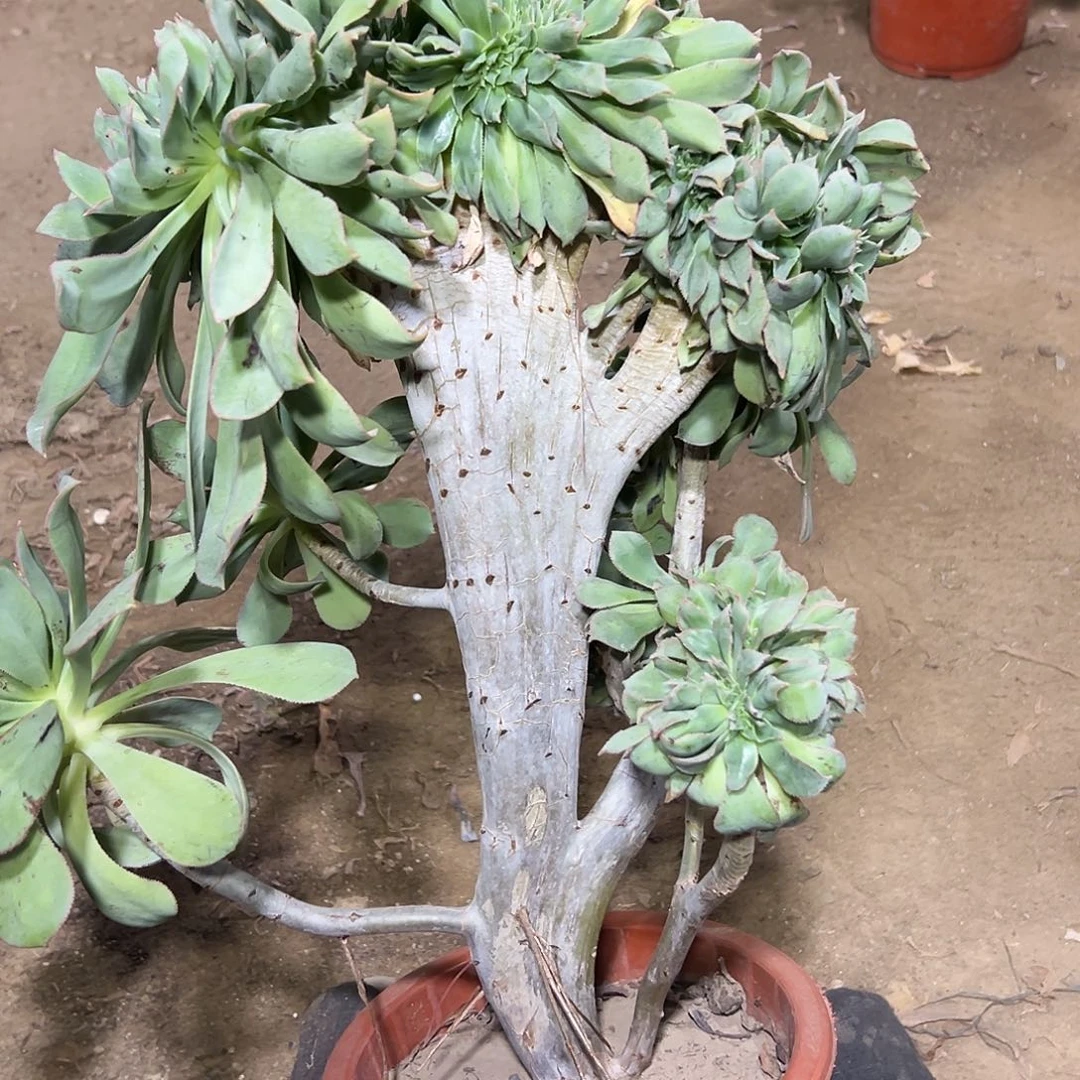 多108肉植物翡翠缀花