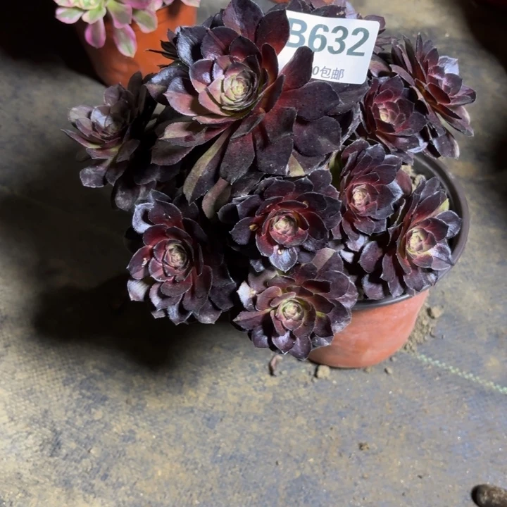 瑞妈，。。。。。632黑美人，