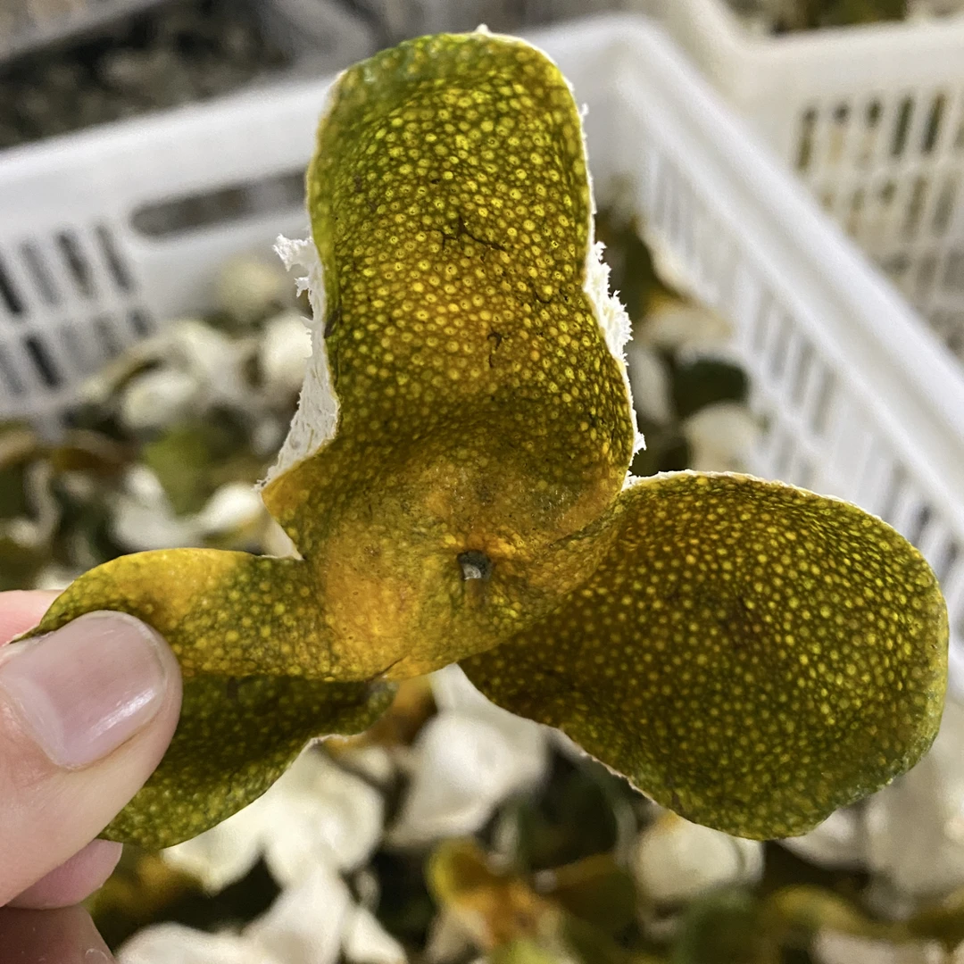 正宗新会柑二红干皮 花香 果香 青香 新会果农发货