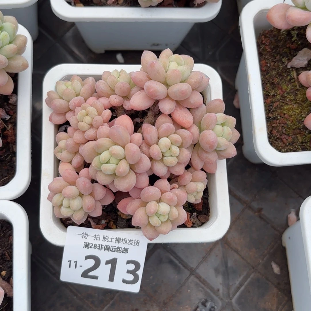 鱼子酱老桩多肉多肉