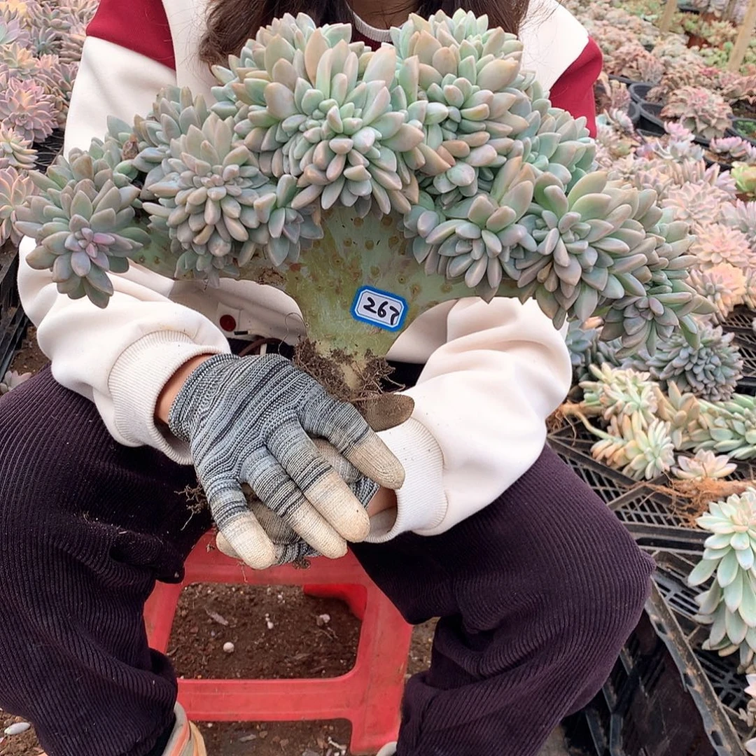 267 淡雪缀一物一拍多肉植物