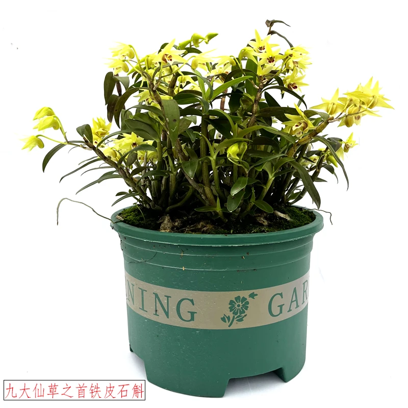 温州雁荡山铁皮石斛苗盆栽带盆发货霍山浙江石斛兰基地一手货源