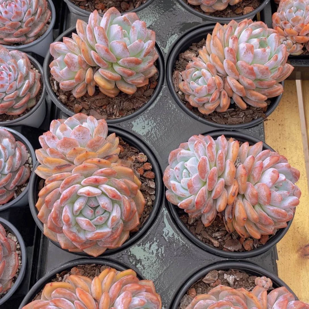 925号 开播福利韩版橙梦露母本大双头一个