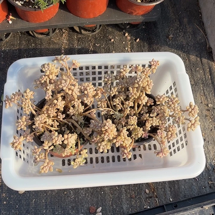 完全开放姬秋丽140