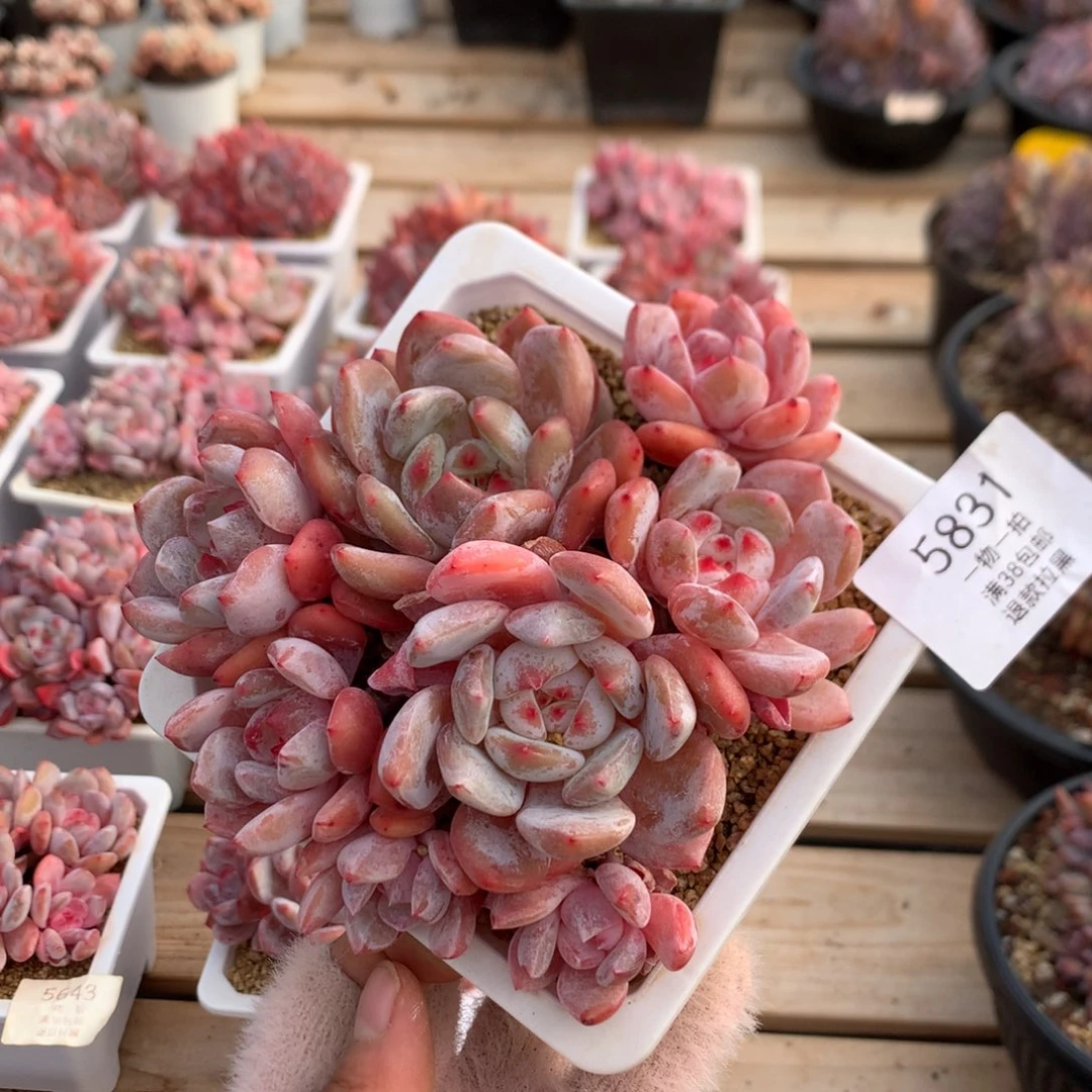 13.5厘米八头有砍溏心橙子 平头 5831