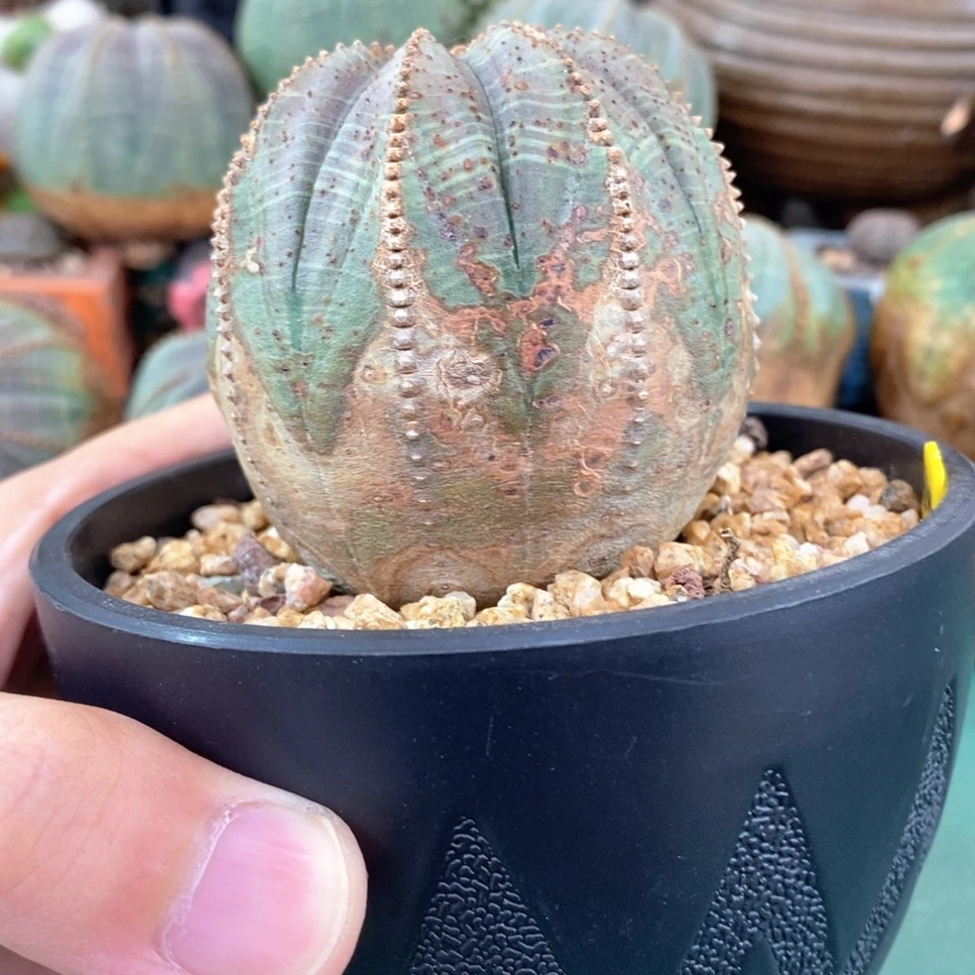 h***y欧系实生布纹球多肉植物