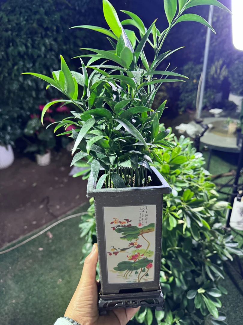 西藏包邮绿植-竹柏