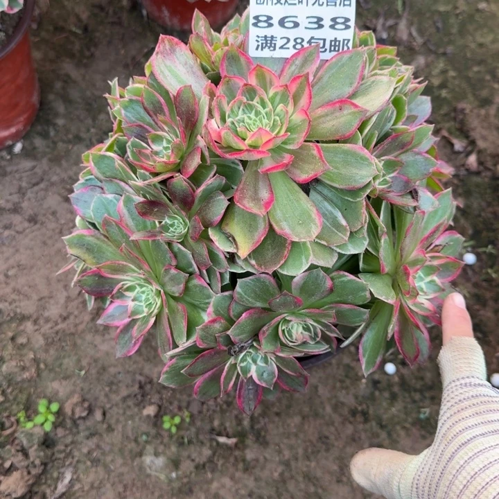 8638二号棚万花筒A