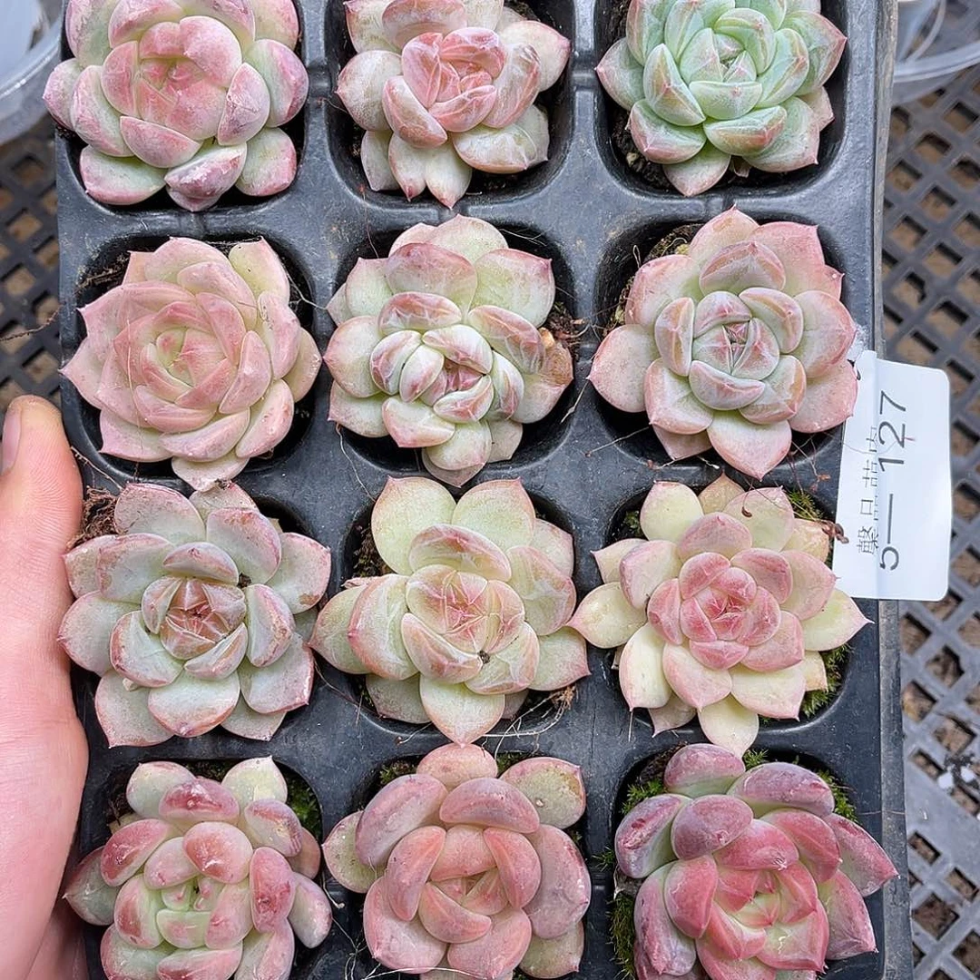 多肉一物一拍5-127