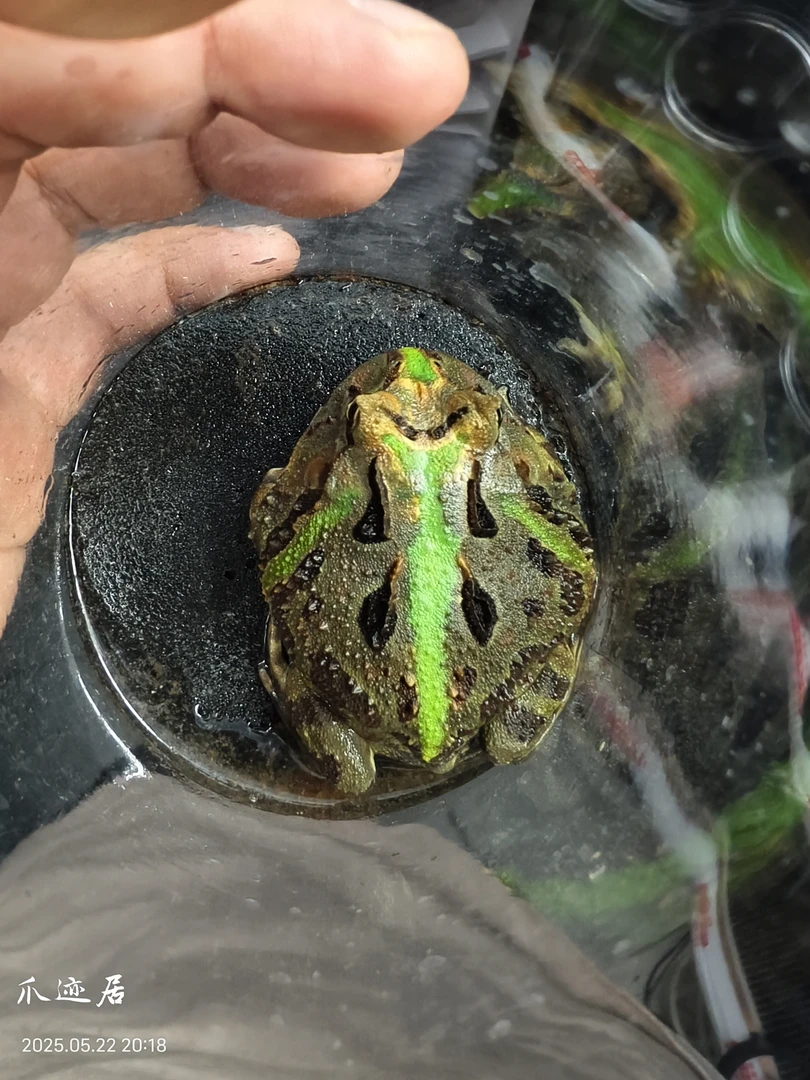 爪迹居角蛙活体挑选