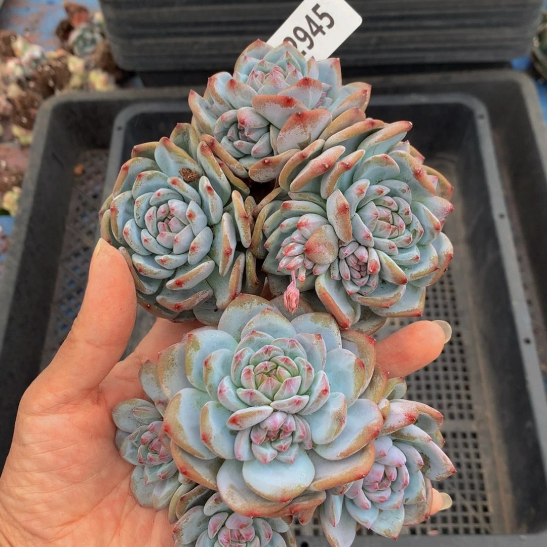 62945两个一起嗯嗯嗯嗯的感觉