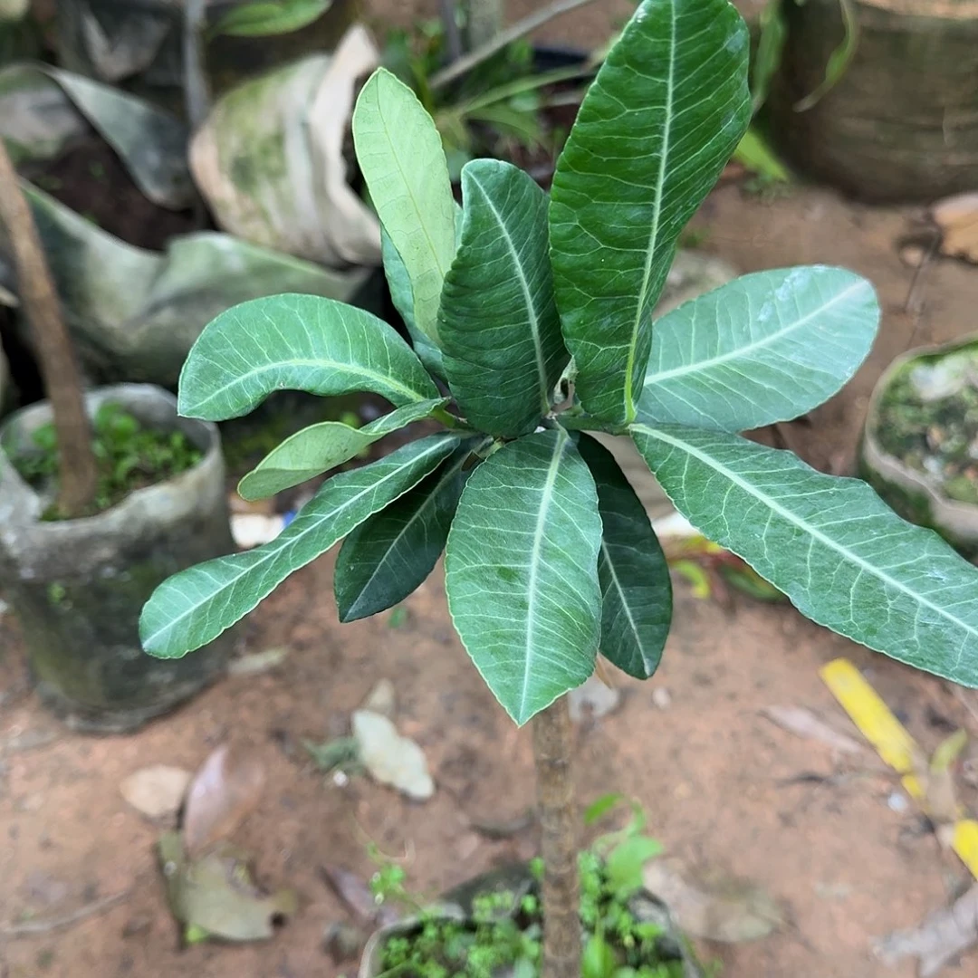 拼***博当前无花栽培后可以开花非洲