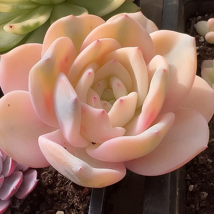 雪特锦头盖无根饭