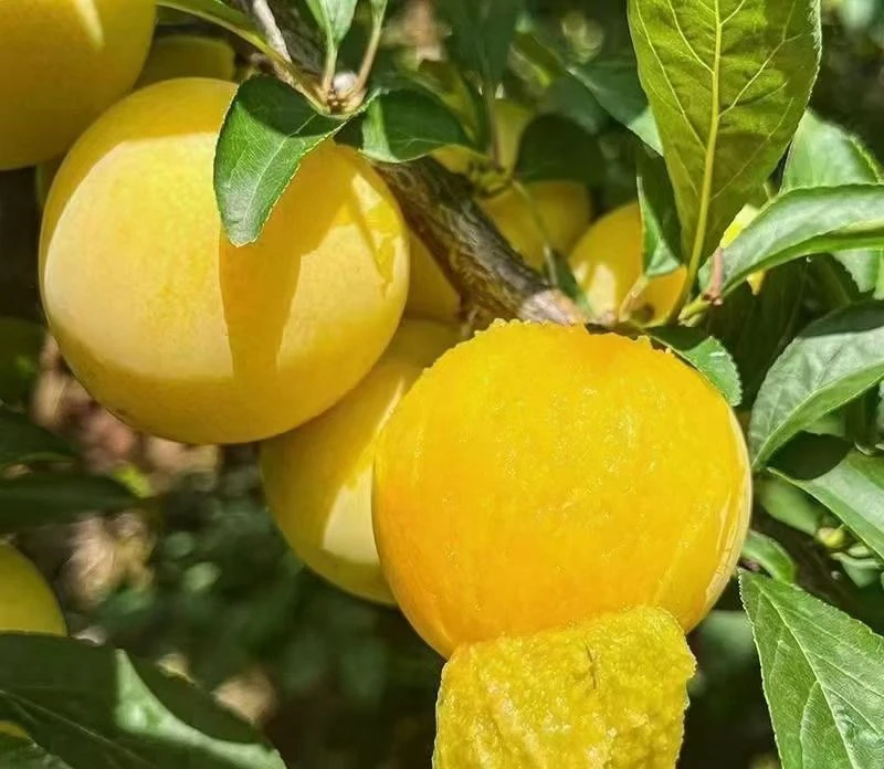 四川新鲜冰糖李桃花李奈李蜂糖李爆汁皮薄肉厚