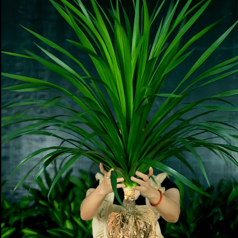 【不带盆】龙血树太空铁2号巨无霸80-90CM室内好养易活绿植卧室花卉