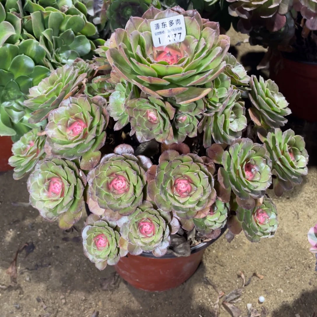 177红太阳多肉法师断枝不包