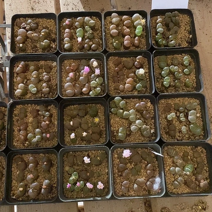27343。 一盒风铃带盒发。