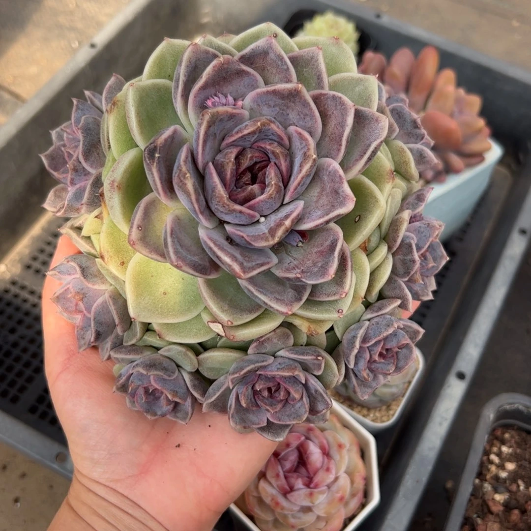 Y****中376 多肉植物组合盆栽