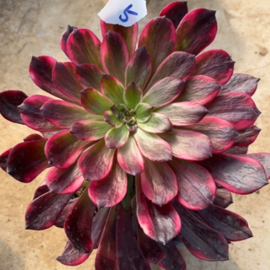 【闪购商品】5烟花多肉法师